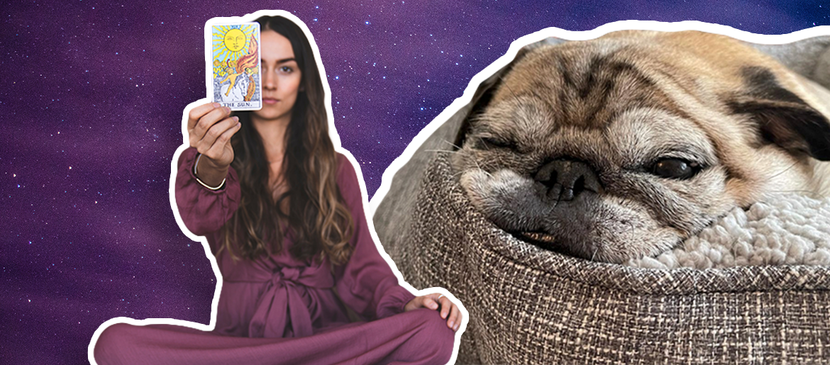 Noodle the Pug, Tarot, Astrology: Why Are We Looking For External Permission to Act?